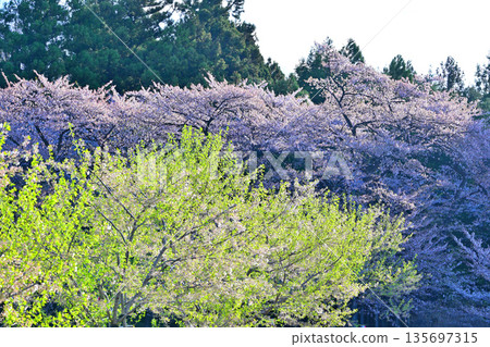 Akagi South Cherry Blossoms in full bloom 135697315
