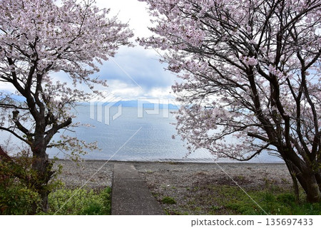 Lake Biwa and Imazu's shores with cherry blossoms in full bloom, Takashima City, Shiga Prefecture Lake Biwa and Imazu's shores with cherry blossoms in full bloom, Takashima City, Shiga Prefecture 135697433