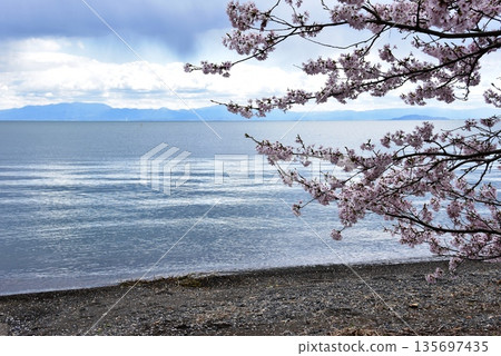滋賀縣高島市，琵琶湖和今津湖畔，櫻花盛開。 135697435
