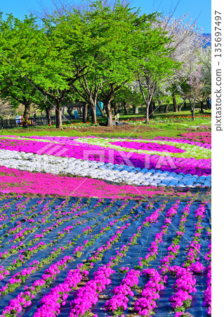 赤城南門千本櫻－從活動廣場眺望 135697497