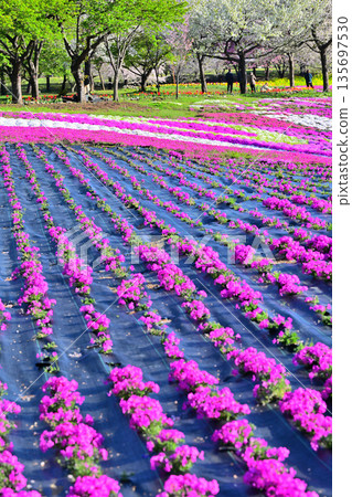 赤城南門千本櫻－從活動廣場眺望 135697530