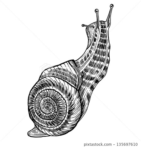 Snail sketch. Invertebrate animal in vintage engraving style. Vector illustration 135697610