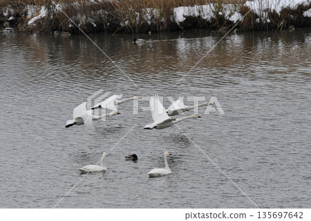 Swanning swan 135697642