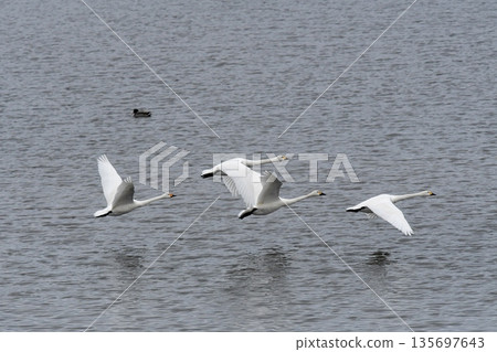 斯旺寧天鵝 135697643