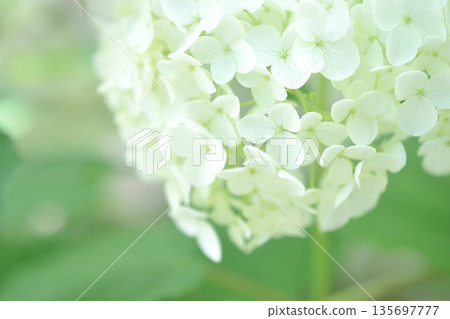 安娜貝爾 135697777