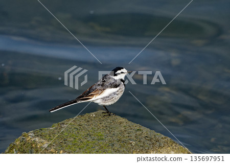 Wild bird of Fujimae tidal flats, Motacilla sieboldii (male) Wild bird of Fujimae tidal flats, Motacilla sieboldii (male) 135697951