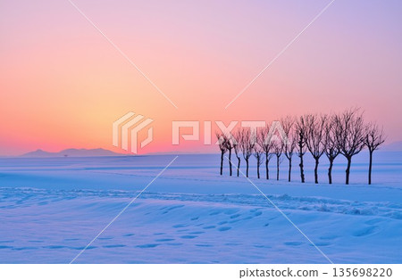 日出的黎明在多雪的領域哈薩樹 日出的黎明在多雪的領域哈薩樹 135698220