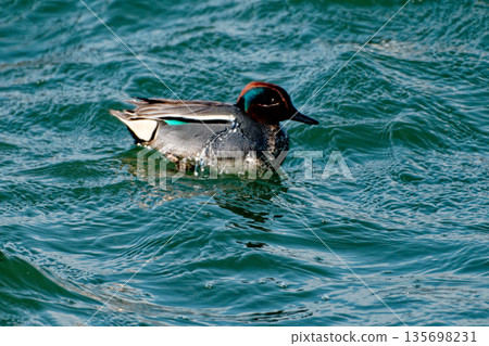 A winter bird of the Anatidae family, a male teal, at Fujimae tidal flats A winter bird of the Anatidae family, a male teal, at Fujimae tidal flats 135698231