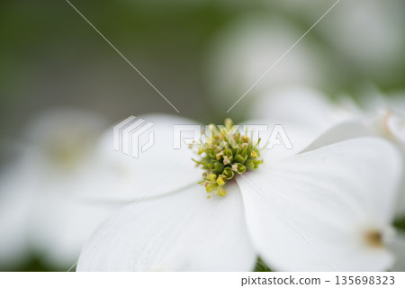 White flowers of dogwood (flowering dogwood) are in bloom. The scientific name is Cornus florida. 135698323