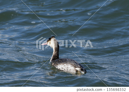 Wild Birds of Fujimae Tidal Flats: Great Crested Grebe (Pedicidae) 135698332