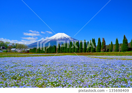 白雪皚皚的富士山和粉蝶花田 135698409