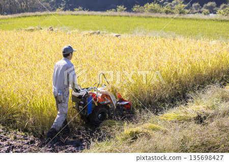 稻米收割圖片：一名男子使用手持稻米收割機收割水稻 135698427
