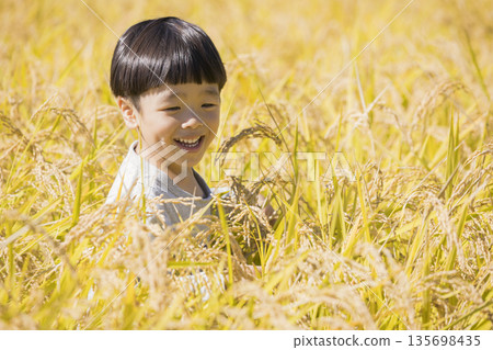 Boy entering rice field - rice harvesting image Boy entering rice field - rice harvesting image 135698435