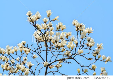 Yulan magnolia flower Yulan magnolia flower 135698449