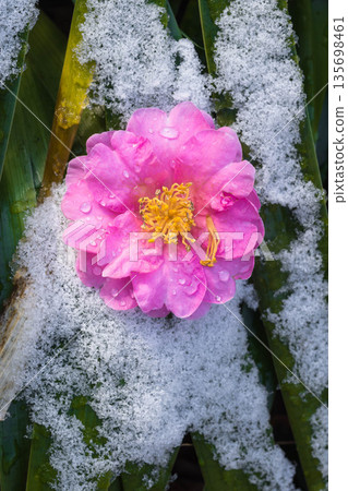 Snow flower in the snow Snow flower in the snow 135698461
