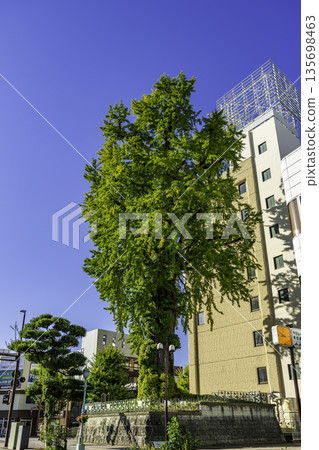 栃木縣宇都宮市宇都宮旭町銀杏樹 栃木縣宇都宮市宇都宮旭町銀杏樹 135698463
