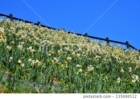 Nomozaki daffodils, Narcissus Nomozaki daffodils, Narcissus 135698512