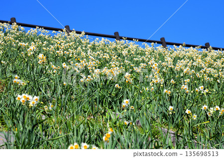 Nomozaki daffodils, Narcissus Nomozaki daffodils, Narcissus 135698513