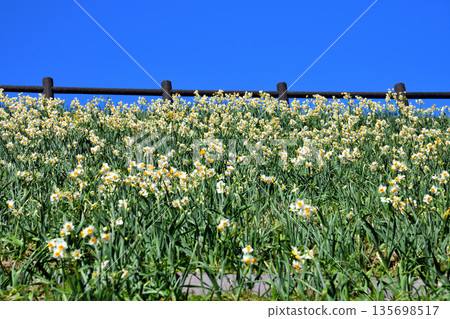 Nomozaki daffodils, Narcissus 135698517