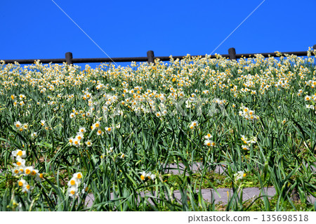 野母崎水仙、水仙 135698518