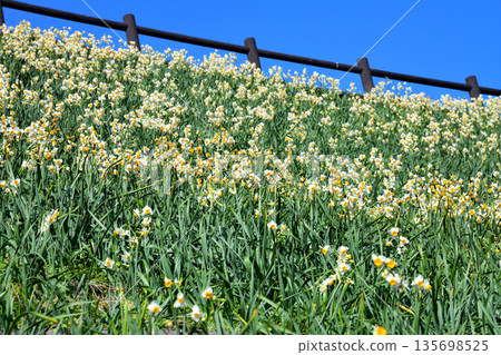 Nomozaki daffodils, Narcissus Nomozaki daffodils, Narcissus 135698525
