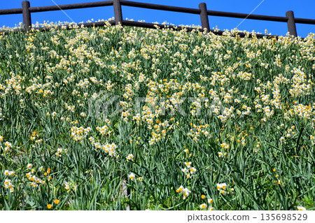Nomozaki daffodils, Narcissus Nomozaki daffodils, Narcissus 135698529