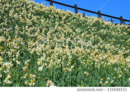 野母崎水仙、水仙 135698531