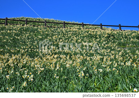 Nomozaki daffodils, Narcissus 135698537
