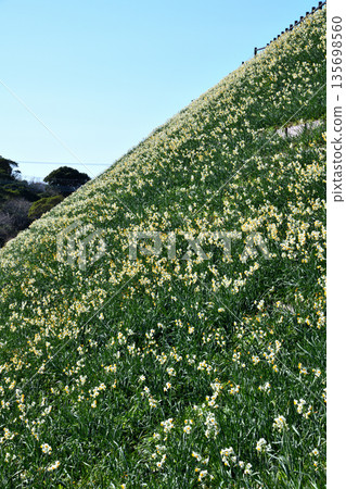 野母崎水仙、水仙 135698560