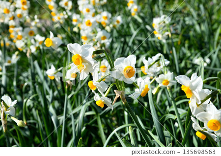 Nomozaki daffodils, Narcissus 135698563