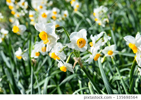 Nomozaki daffodils, Narcissus 135698564