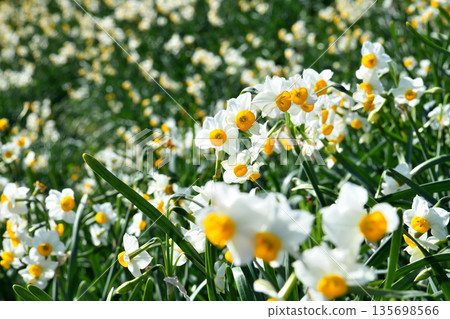 Nomozaki daffodils, Narcissus Nomozaki daffodils, Narcissus 135698566