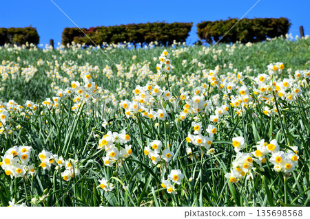 Nomozaki daffodils, Narcissus 135698568