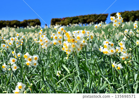 Nomozaki daffodils, Narcissus 135698571