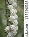 The white flowers of the Spiraea cantoniensis are in full bloom. Scientific name: Spiraea cantoniensis 135698588