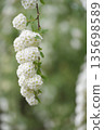 The white flowers of the Spiraea cantoniensis are in full bloom. Scientific name: Spiraea cantoniensis 135698589