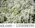 The white flowers of the Spiraea cantoniensis are in full bloom. Scientific name: Spiraea cantoniensis 135698590