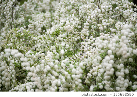 繡線菊（Spiraea cantoniensis）的白色花朵正值盛開。學名：Spiraea cantoniensis 135698590