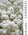The white flowers of the Spiraea cantoniensis are in full bloom. Scientific name: Spiraea cantoniensis 135698591