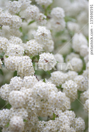 繡線菊（Spiraea cantoniensis）的白色花朵正值盛開。學名：Spiraea cantoniensis 135698591