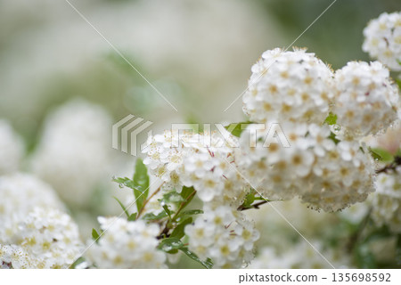 The white flowers of the Spiraea cantoniensis are in full bloom. Scientific name: Spiraea cantoniensis The white flowers of the Spiraea cantoniensis are in full bloom. Scientific name: Spiraea cantoniensis 135698592
