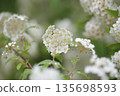 The white flowers of the Spiraea cantoniensis are in full bloom. Scientific name: Spiraea cantoniensis 135698593