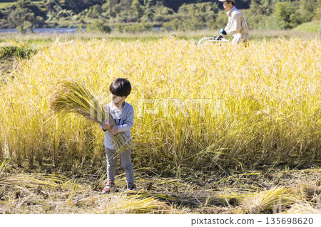 A boy holding a bundle of harvested rice and a man harvesting the rice - Rice harvesting image 135698620
