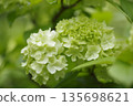 The flowers of the Viburnum plicatum are blooming. The scientific name is Viburnum plicatum var. plicatum 135698621