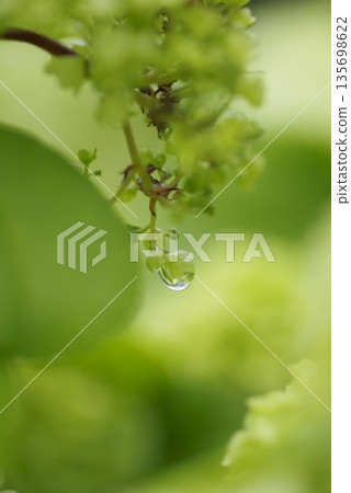 The flowers of the Viburnum plicatum are blooming. The scientific name is Viburnum plicatum var. plicatum The flowers of the Viburnum plicatum are blooming. The scientific name is Viburnum plicatum var. plicatum 135698622
