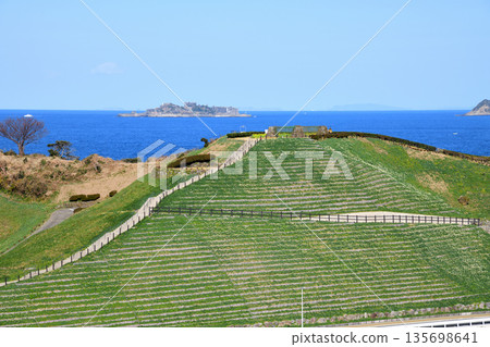 野母崎和軍艦島的水仙花 野母崎和軍艦島的水仙花 135698641