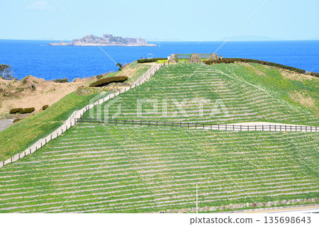 野母崎和軍艦島的水仙花 野母崎和軍艦島的水仙花 135698643