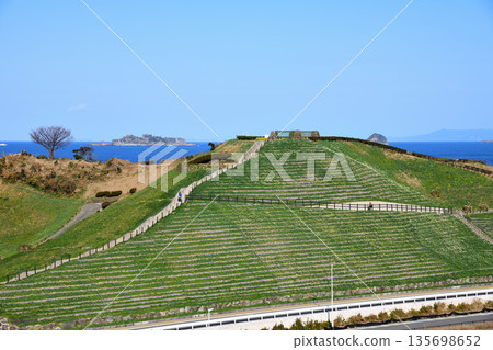 野母崎和軍艦島的水仙花 135698652
