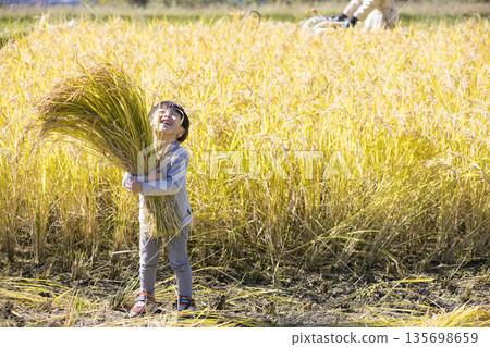 一個男孩在幫忙收割水稻，他的父親也在收割水稻。圖片展現了水稻收割的場景。 135698659