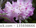 Pink rhododendron flowers are blooming in the rhododendron garden. 135698666